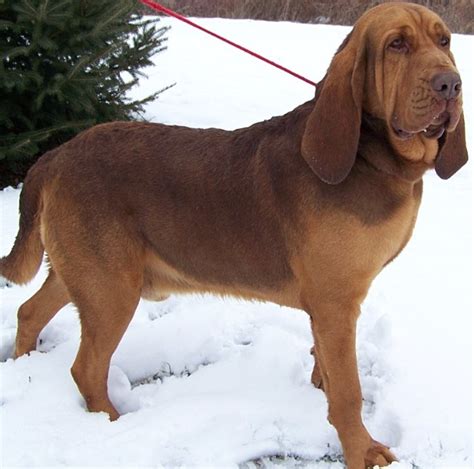 Bloodhound Puppy | Bloodhound Puppies | Bloodhound for sale