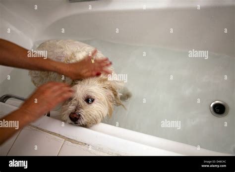 how to wash a dog in a bathtub
