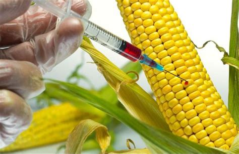 Thực phẩm biến đổi gen GMO Lợi ích và tác hại cần lưu ý Nhà thuốc