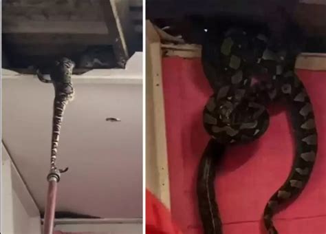 VÍDEO Cobras gigantes despencam do teto e assustam moradores Portal