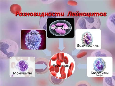 Підвищено лейкоцити у мазку у жінок у мазку з гінекології: від чого і ...