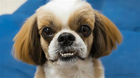 Why Do Shih Tzus Have Underbites