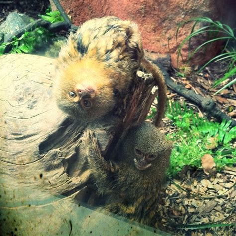 Lions And Tigers And Bears Oh My Up Close And Personal At The Wellington