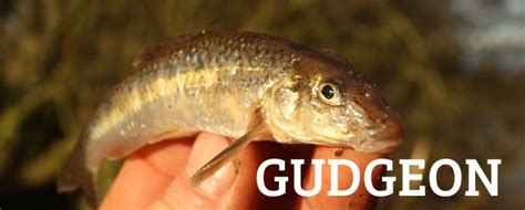 Gudgeon, freshwater species identification, irish record, specimen