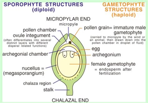 Gymnosperms Flashcards Quizlet