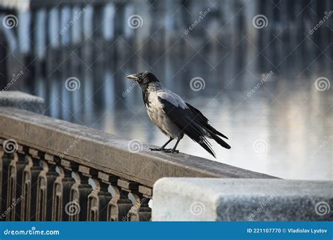 Whiskey Jack Bird in the Rocky Mountains Stock Photo - Image of jack ...