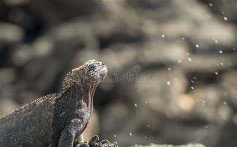 Galapagos Marine Iguana Sneezing Salt From Nasal Glands Stock Image