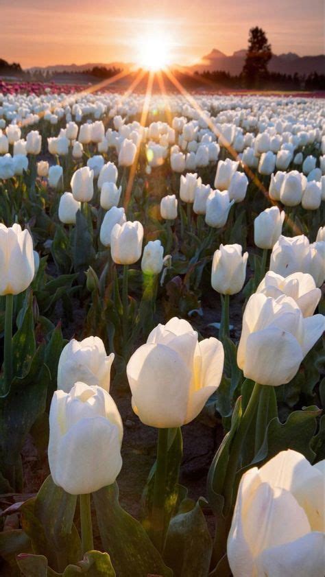 28 White Tulip Bouquet Ideas In 2021 White Tulips Tulips White