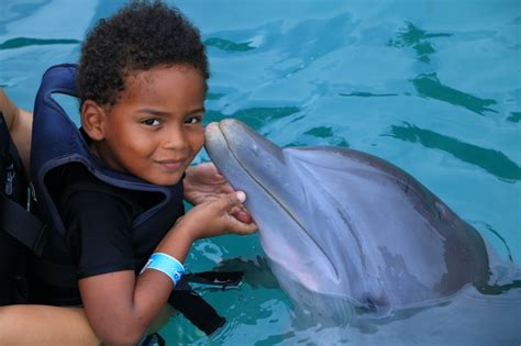 Dolphin Cove Ocho Rios St Ann Jamaica Tour