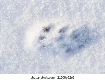 2,772 Cat Tracks In The Snow Images, Stock Photos & Vectors | Shutterstock