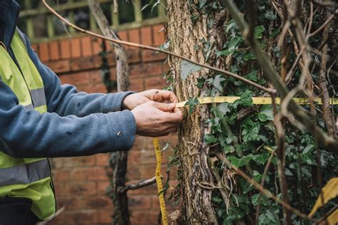 North Wales Tree Consultancy Bs5837 Tree Survey Wales