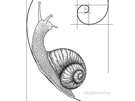 Buy Snail On Fibonacci Spiral Wall Art Printable Golden Ratio Online In India Etsy