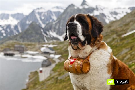 Saint Bernard Dogs All The Characteristics Of The Breed