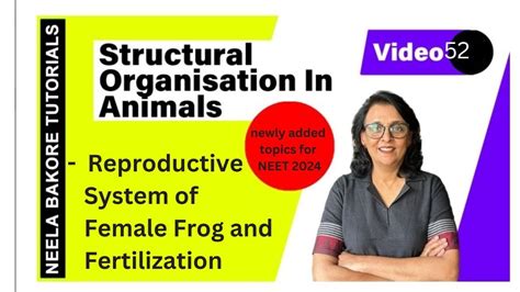 Reproductive System Of Female Frog And Fertilization Neet 2024 Neela Bakore Tutorials Youtube