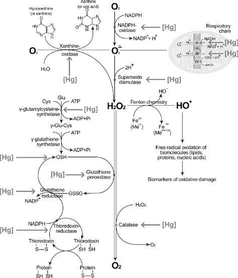 A Hypothetical Scheme Of Mercury S Influence On Oxidative Stress