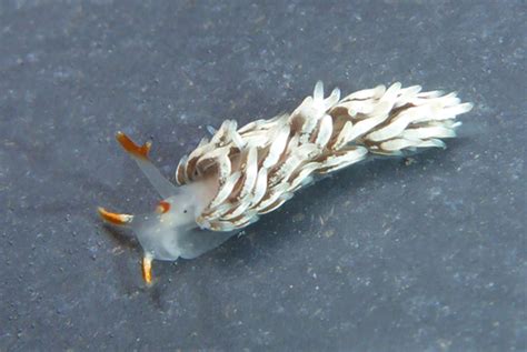 Catriona Spadix Nudibranchs And Other Sea Slugs Of California