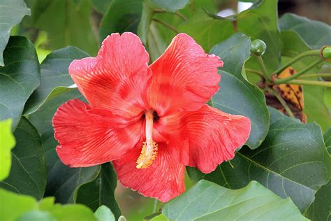 Flor De Maga Símbolo De Puerto Rico