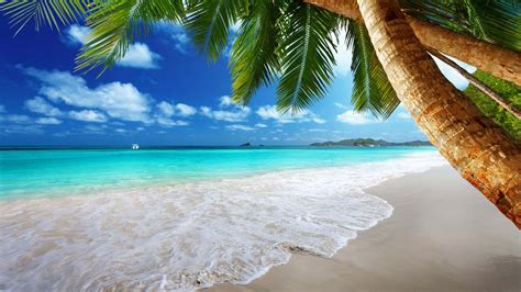 [100 ] Palm Tree Beach Wallpapers