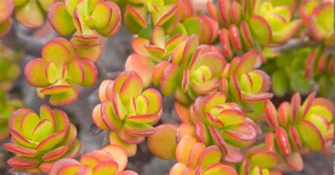 What Are The Best Succulent Ground Cover Plants?