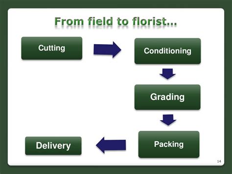 Cut Flower Production In Sl