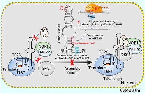 Frontiers Crispr Based M A Modification And Its Potential