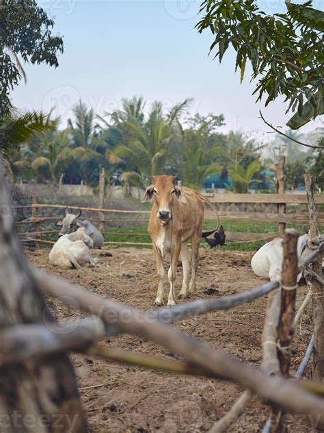 cows farm  thailand southeast asia  stock photo  vecteezy