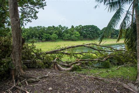 The Tree Was Destroyed By The Storm S Intensity 11697212 Stock Photo At