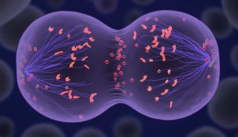 Las 12 Características de la Mitosis y sus funciones