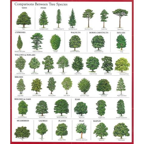 Pin By DeAnna Flo Nicole On Trees Tree Leaf Identification Tree