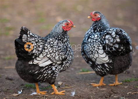 Image Wyandotte Bantam Hens Photography By Nico Morgan Media Oakham