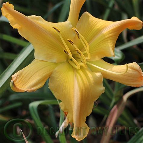 Marie Hooper Memorial Decadent Daylilies Australia