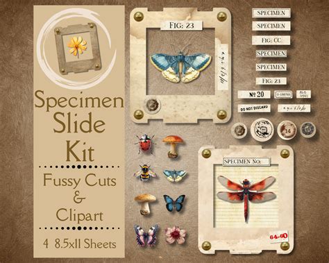 Insect Specimen Slide Kit for Junk Journals. Digital Paper of Plant