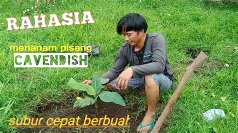 Cara Menanam Pisang Cavendish D Kebun Cepat Subur Dan Cepat Berbuah