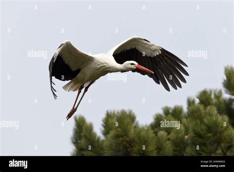 White Stork Ciconia Ciconia Stock Photo Alamy