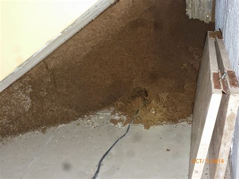 ELDER ALEC MIKESELL: A TERMITE NEST IN OUR APARTMENT & CLEANLINESS IS ...