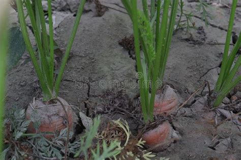 Carrot With Tree On Farm For Harvest Stock Photo Image Of Green