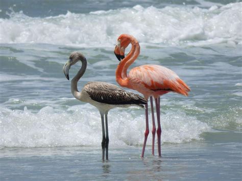 flamingos land  treasure island