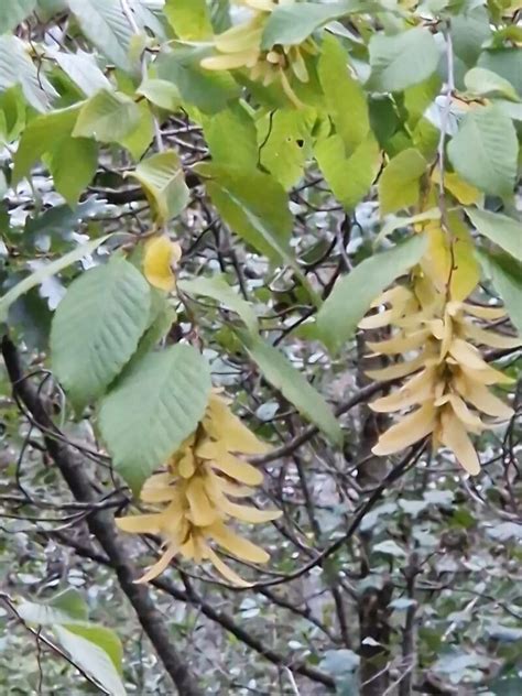 Carpinus Orientalis Mill World Flora Pl Ntnet Identify