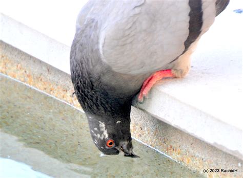 Dsc Feral Rock Dove Columba Livia Pigeon Biset Flickr