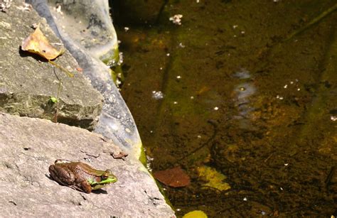 Frog,pond,nature,amphibian,aquatic - free image from needpix.com