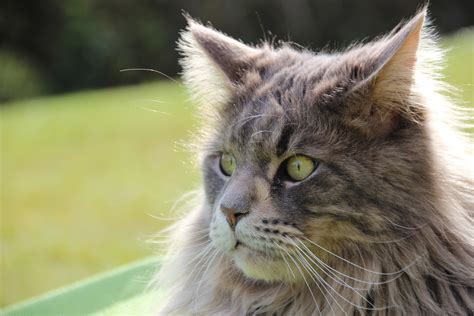 Maine Coon Kattenras Alles Over Kattenrassen De Nieuwe Kat