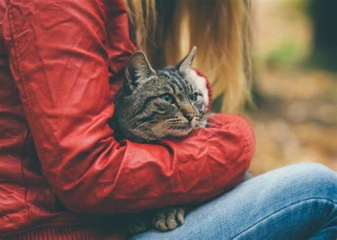 Qué Hacer Si Mi Gato Está Estresado 2024