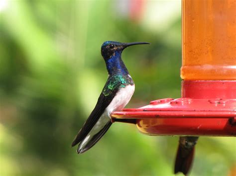 Gardens as conservation tools - British Ornithologists' Union