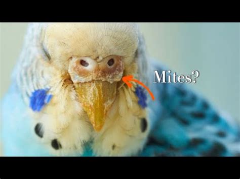 How To Tell If Your Budgie Has Mites YouTube