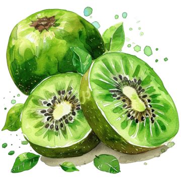 Watercolor Kiwi Fruit Clip Art Kiwi Slice Watercolor Png Transparent