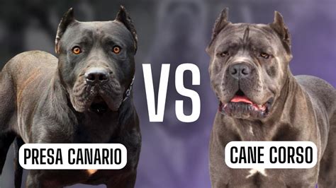 PRESA CANARIO vs CANE CORSO - YouTube