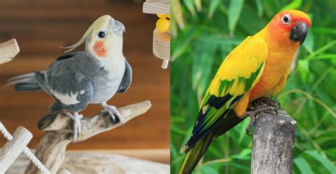 Cockatiel Vs Conure Which Pet Bird Is Better The Worlds Rarest Birds