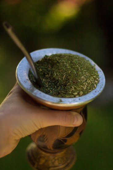 Yerba Mate All You Need To Know About The South American Drink Yerba