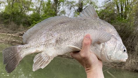 50E8D2C5 D0EA 4F9A 98B2 1AC4E6071F9A - Gifyu