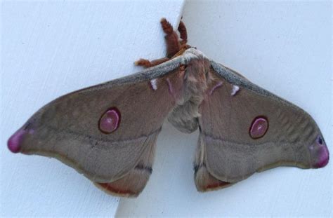 Pink Emperor Gum Moth Moth Beautiful Bugs Insects